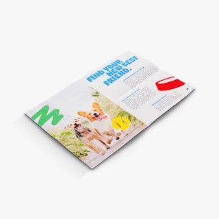 A direct mail newsletter laying open to Find Your New Best Friend. and an image of two dogs.