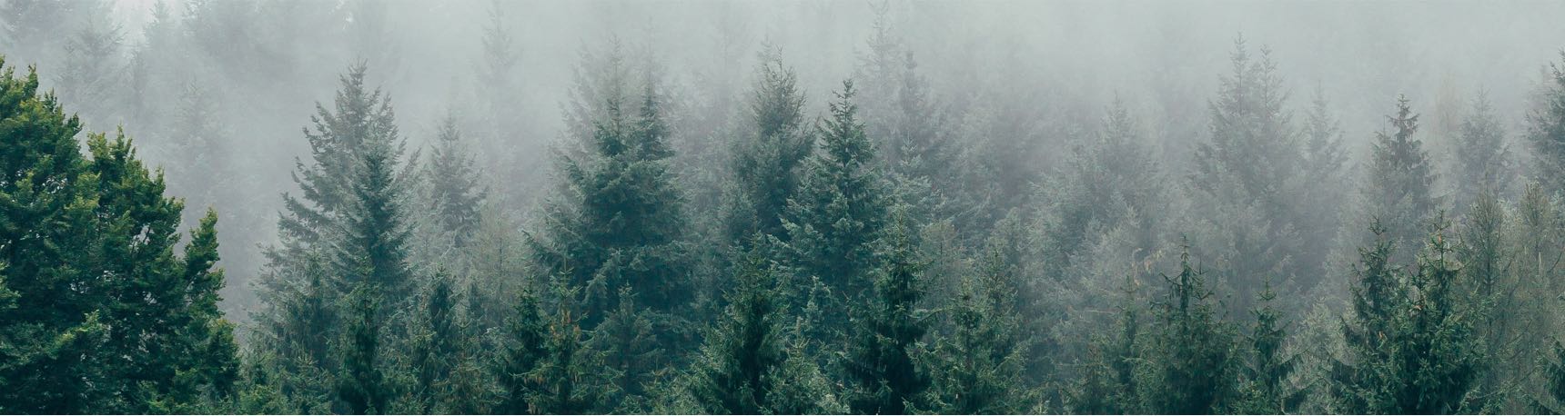 Trees Water People